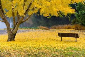 深秋南雄观银杏深度摄影 龙斗峰穿越