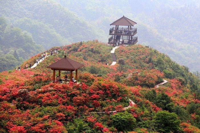 【5月13日】长沙最美高山花海——大围山赏杜鹃一日游