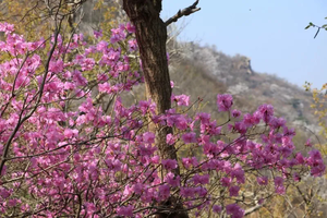 【周末1日•大北梁杜鹃】环穿野趣の辛庄村-大北梁-北庄村环穿看杜鹃花12公里<初级>
