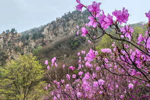 【周末1日•黄梁根】壮观集中的杜鹃花-黄梁根11公里环穿<初级强度>