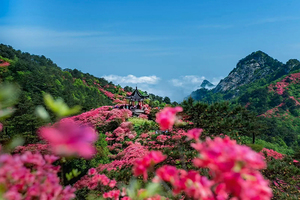 【周末2日•麻城杜鹃】大别山巅的红霞盛宴の麻城龟峰山杜鹃群-安徽天堂寨
