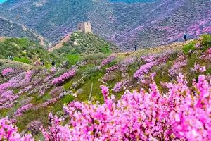 【周末1日·青边口长城】长城看榆叶梅-长城要塞历史风韵-12公里环穿<初级>