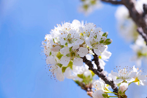 【周末1日•东山梨花】京城边陲的“香雪海”の东山贡梨园～东山古道环穿｜13公里