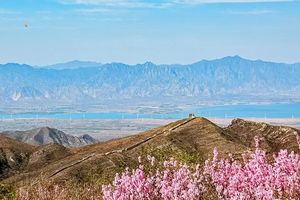 【周末1日·样边长城】边关春色の榆叶梅花海绕边墙-粉红花海季