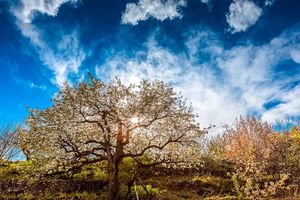 【周末1日•梨花大道】镇罗营万亩梨花-迎来最佳赏花期-7公里休闲徒步