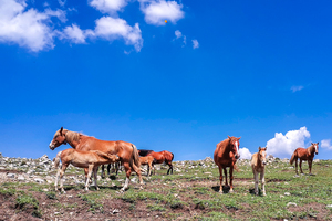【周末1日•东灵山】挑战北京最高峰-腾云驾雾赏旷世之美