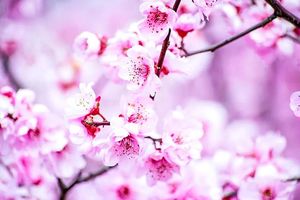 【周末1日•平谷桃花A线-金海湖步道】人间最美四月天-金海湖徒步