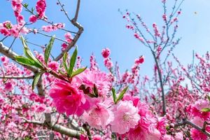 【周末1日·平谷桃花B线·丫髻山】人间最美四月天-春风十里看桃花の近畿福地丫髻山