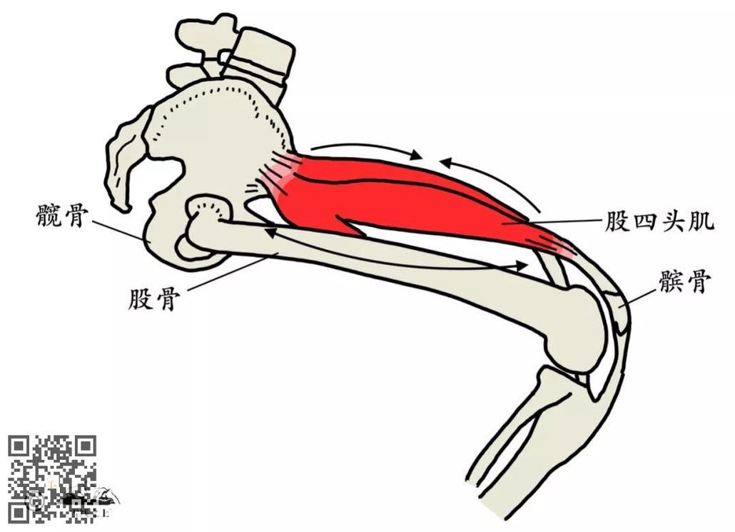 图中红色部分为股四头肌,是大腿上很重要的一块肌肉