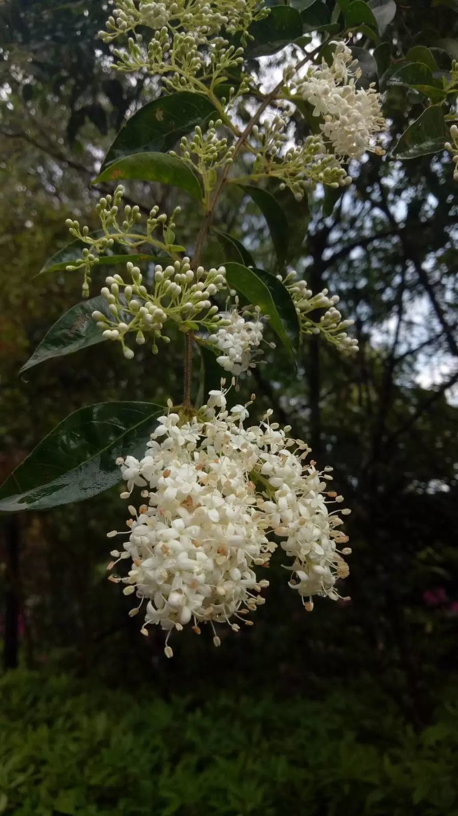 女贞花,景区随处可见