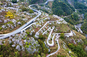 4.11【花海自驾】浙江醉美赏樱公路，穿越四明山发卡弯，上马岗浪漫樱花，杖锡樱花园，大岚姚江源头茶园樱花，邂逅春日浪漫