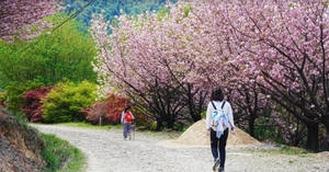 4.18【春日限定樱花步道】穿越四明山春色，徒步蟹坑岭古道，漫游大岚樱花长廊，杖锡&上马岗赏百亩樱花，邂逅古村，探秘火焰