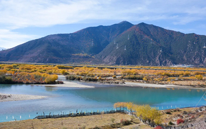 【大美林芝】冰雪包裹的桃花才是中国最美的春天