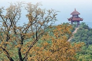 11.14登太华山，赏九峰寺千年古银杏；徒步三洲古道，一日跨三省；访新四军旧址，重走长征路！