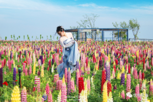 5.10畅游伏热花海，摘桑果，闲逛豆腐村，品地道农家土灶美食休闲一日