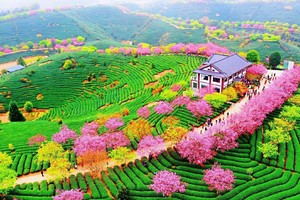 春色闽南5日 2.26-3.2 厦门鼓浪屿、永福樱花，泉州西街，蟳埔村，开元寺，云水谣土楼