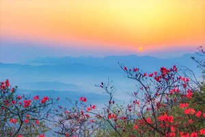 4.11【周边户外赏花】徒步金龙山，赏千亩野生映山红，观远山如粉如黛，高山竹海荡漾，姹紫嫣红