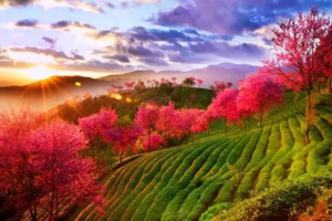 【金秋花事】无量山樱花谷、江东银杏村、诺邓古村、洱海旅拍、奇幻热海、和顺古镇、柏联温泉、磻溪 “S弯”、大理双廊古镇7日