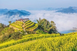 【皖南春色】轻徒新安江山水画廊，油菜花田一路相伴，石潭春色花海，古村徽韵漫步赏春