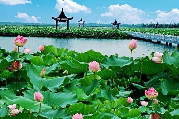 7.9金湖荷花节，尧想国旅游文化园、荷花荡、龙虾宴纯玩特惠一日行