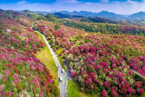 4.4-4.7已成行百里杜鹃 | 2024贵州花季小众秘境4天3晚山地徒步旅行