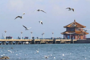 【往返双动】暑假青岛4日 红树林沙滩度假 海军博物馆 极地海洋公园 栈桥 奥帆中心 五四广场 海上观光 