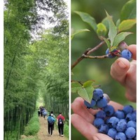 5.4【南京户外一日】秋湖山徒步穿越无想山，当户外徒步遇见蓝莓采摘，碰撞出蓝蓝的念想，是酸酸甜甜的夏日风味