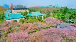 【往返双高错峰武汉】黄鹤楼 长江大桥 东湖磨山樱园 武汉大学 江汉路 光谷空轨 黎黄陂路 晴川阁 3日精品小团