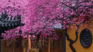 2.14/28绝美！湖州铁佛寺，一棵树惊艳了整个春天，禅意与春天的对话！太湖古镇看非遗打铁花，火壶驱邪，百家安宁！