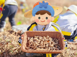 【棉花与花生的丰收之旅】采摘棉花、加工棉花、田间挖花生、花生糖DIY……走，去田间挖宝藏！