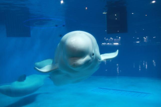 蓬莱海洋极地世界极地馆