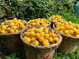 5.16【苏州徒步摘枇杷】徒步东山第一高峰莫厘峰，采摘美味枇杷，赏太湖风光，闲庭信步古村落陆巷古村