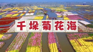11.8泛舟兴化水上垛田赏万亩菊花海，金东门老街漫步休闲一日行