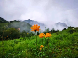 7.10-12【金莲花】南北驼梁徒步穿越，赴一场金莲花盛宴，行走中太行，遥望大五台，户外绝美圣地，一年仅一次