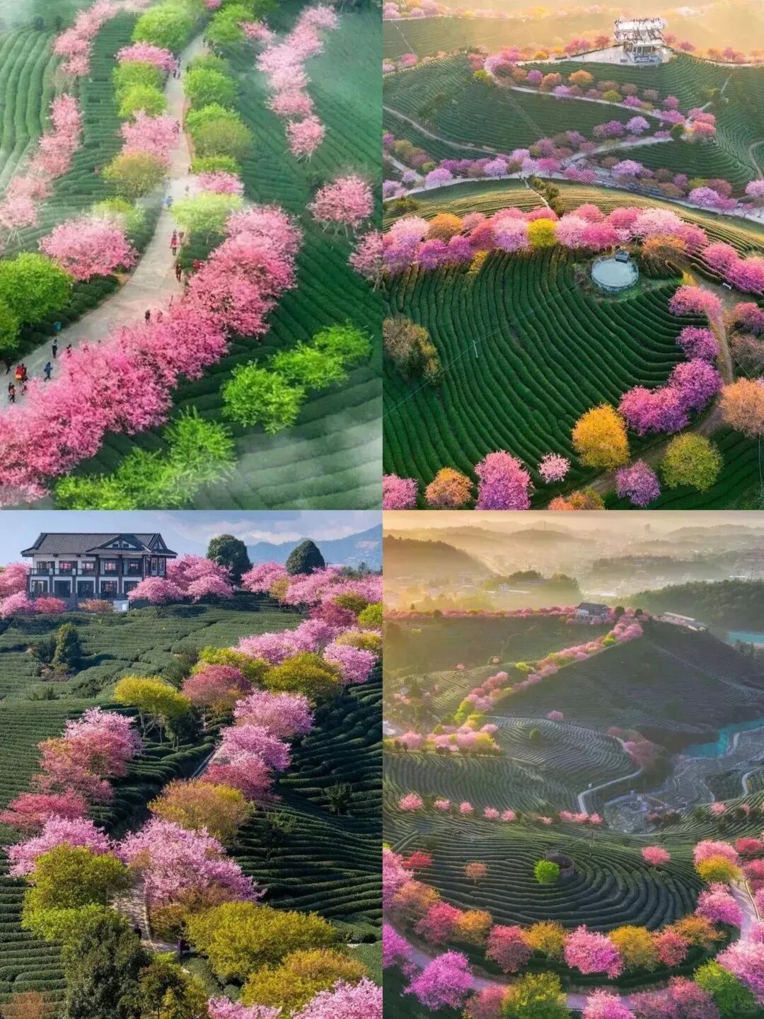 🌈福建永福_ 2 - 4 月来真香,邂逅樱花之美_4_旅游攻略大全_来自小红书网页版.jpg 🌈福建永福_ 2 - 4 月来真香,邂逅樱花之美_4_旅游攻略大全_来自小红书网页版.jpg