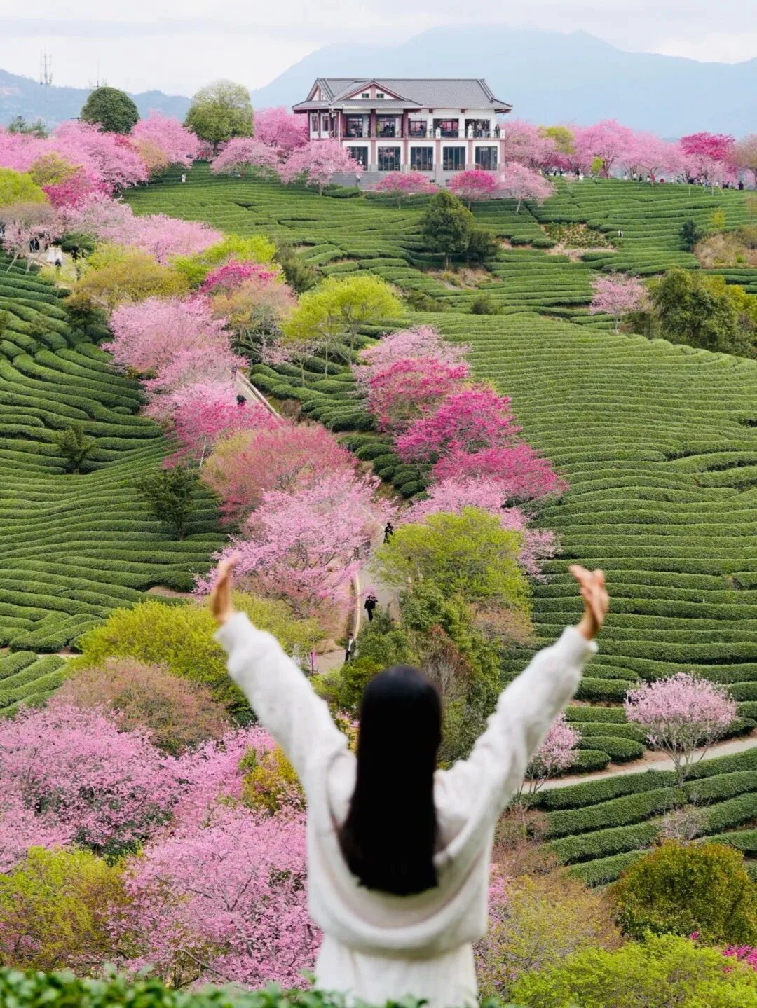 这里被国家地理评为春天最早到达的地方_6_木子与西早_来自小红书网页版.jpg 这里被国家地理评为春天最早到达的地方_6_木子与西早_来自小红书网页版.jpg