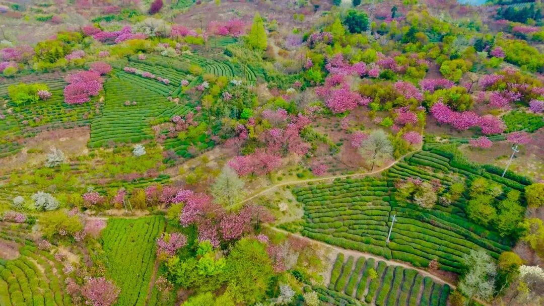 四明山大岚镇｜一眼惊艳的茶田樱花地图_4_鲁蛙蛙_来自小红书网页版.jpg