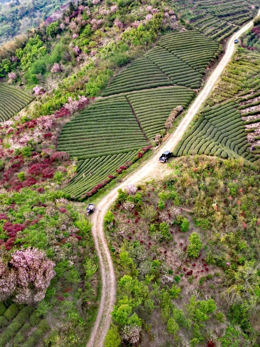 在拔山村没拍到的茶园樱花，在姚江源这里有_9_倚天行_来自小红书网页版.jpg