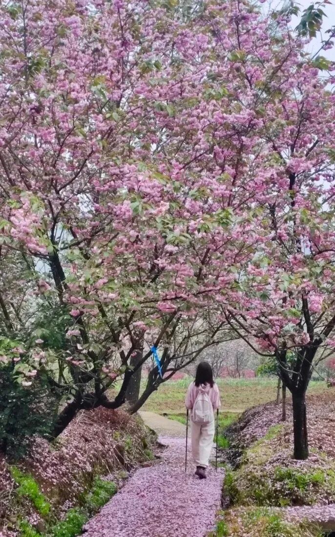 3月28日：徒步四明山蟹坑岭古道，樱花基地_2_上海游天涯_来自小红书网页版.jpg