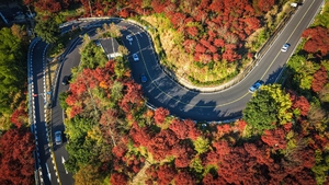 11.7【自驾约伴】四明山醉美秋色，金黄的银杏、橙棕的杉树、鲜红的枫叶，最美的季节，沿途的风景都很出片