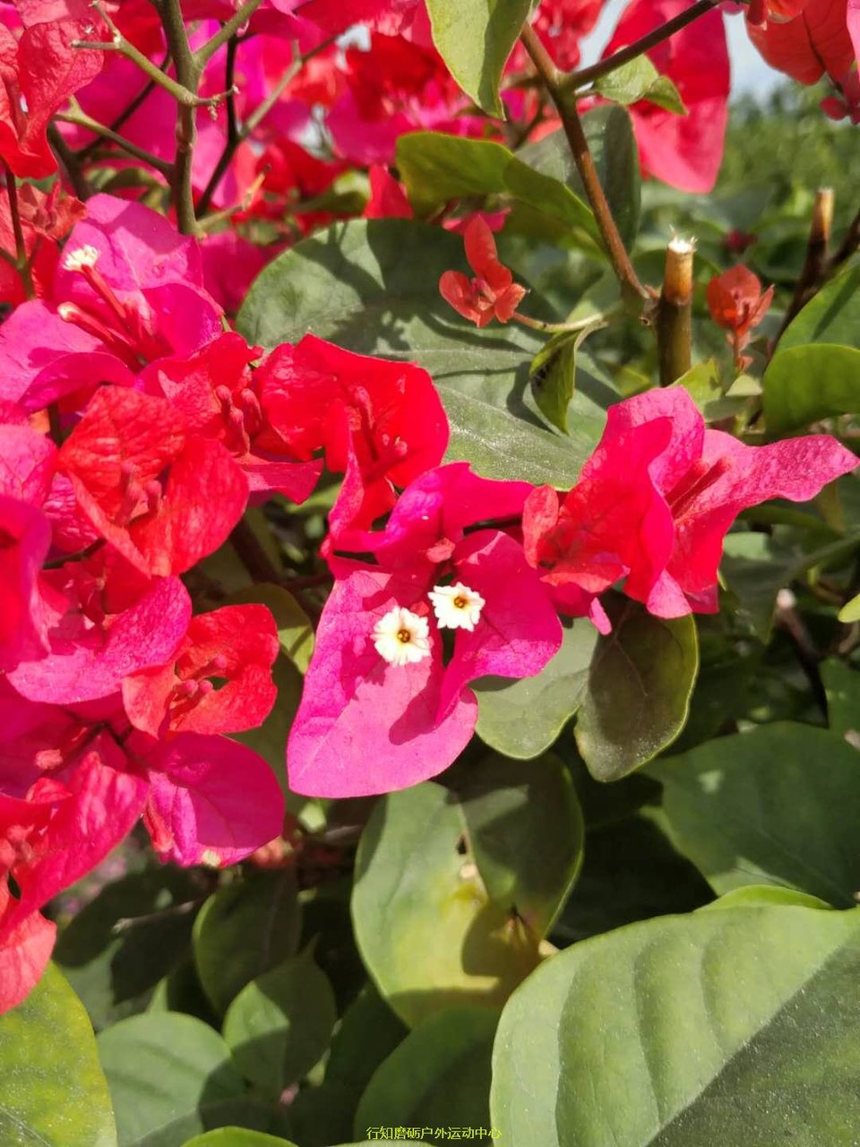 微信图片_20171203212503