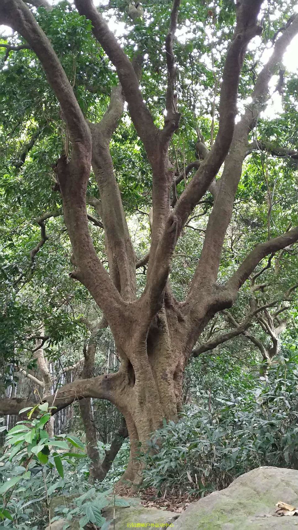 微信图片_20171203212511