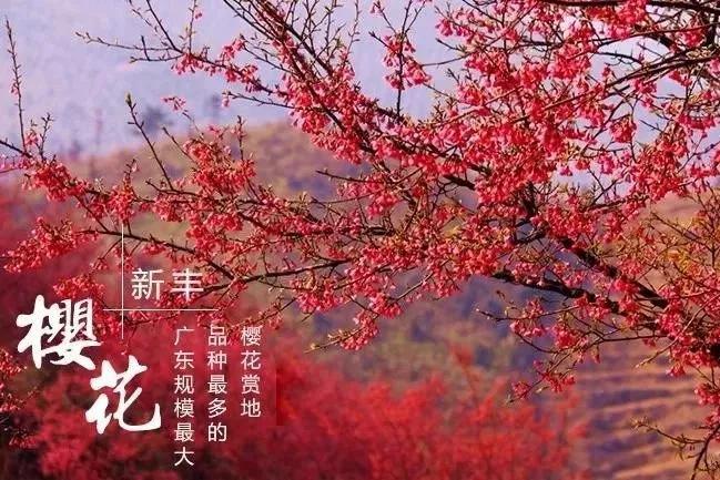 【新丰樱花】1月27日,花开正艳,相约樱花盛开的季节,行摄广东规模最大