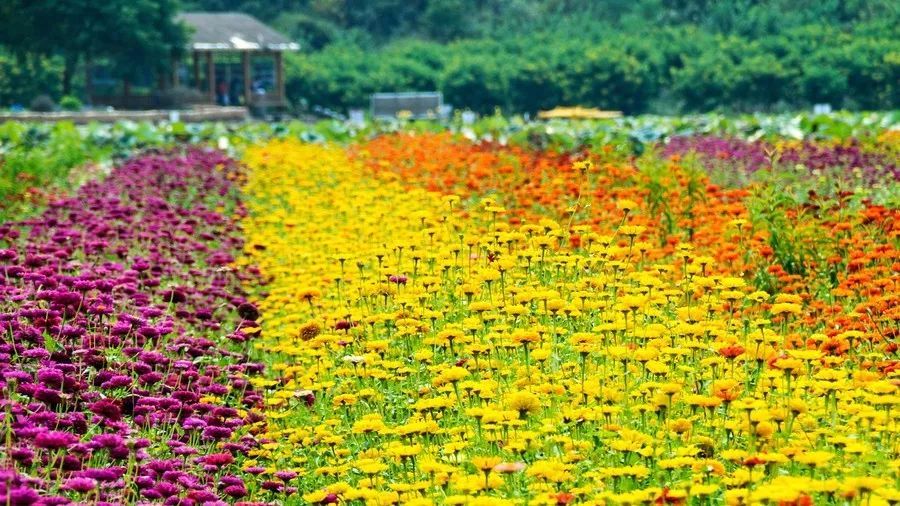 8月10-11日广东大峡谷,英西峰林圣境,九龙花海小镇,一个去了不想回来