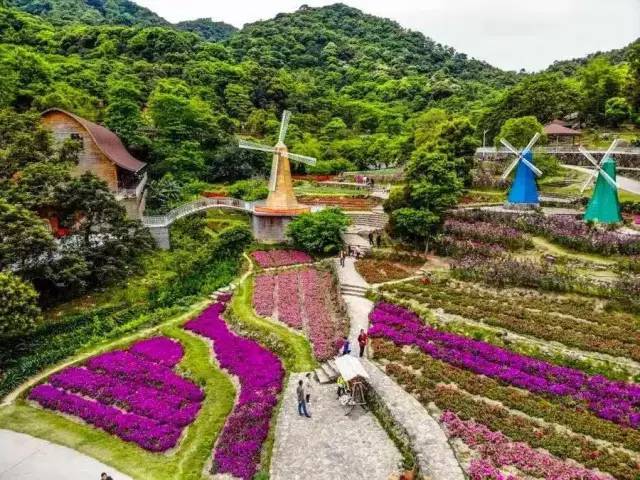 3月10日,2019年首届增城18公里暨二龙山花海节!