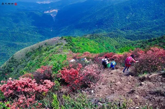 4月14日星期天登广州第七峰从化通天蜡烛赏漫山杜鹃始盛开