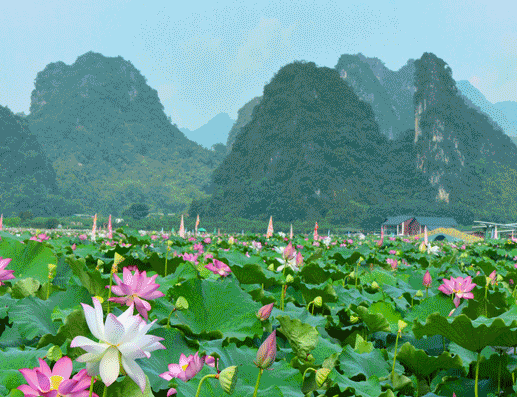 【端午假期】6月8日九龙峰林小镇迎来盛大荷花节,三百