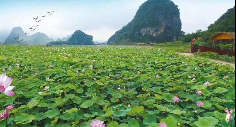 【端午假期】6月8日九龙峰林小镇迎来盛大荷花节,三百