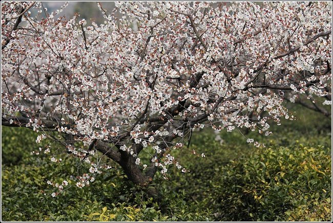 不同于南京主城梅花山,古林公园的梅花,溧水区傅家边的梅花古韵十足.
