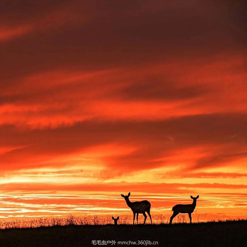 mmexport1505055005596